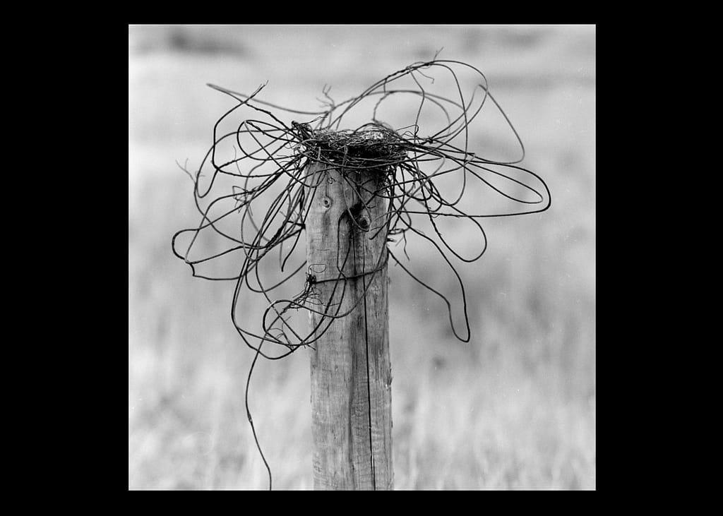 the-ornathologists-brian-o'callaghan the-ornathologists-brian-o'callaghan